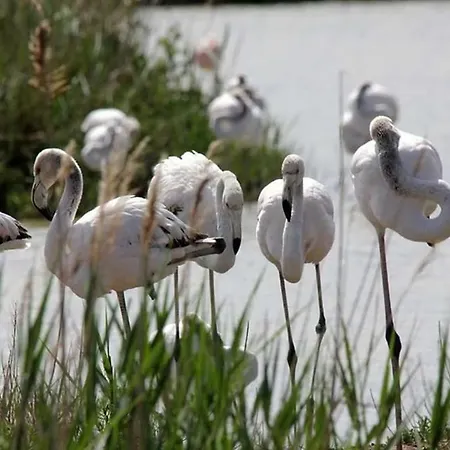 Mobil Dans Campingplads Lattes